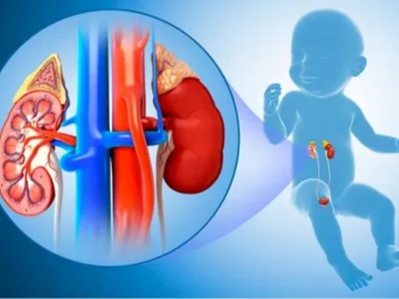 What are the Common Conditions Treated by Pediatric Urologists